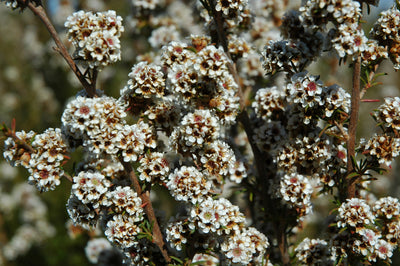 The Healing Powers of our Australian Bush